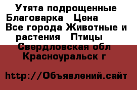 Утята подрощенные Благоварка › Цена ­ 100 - Все города Животные и растения » Птицы   . Свердловская обл.,Красноуральск г.